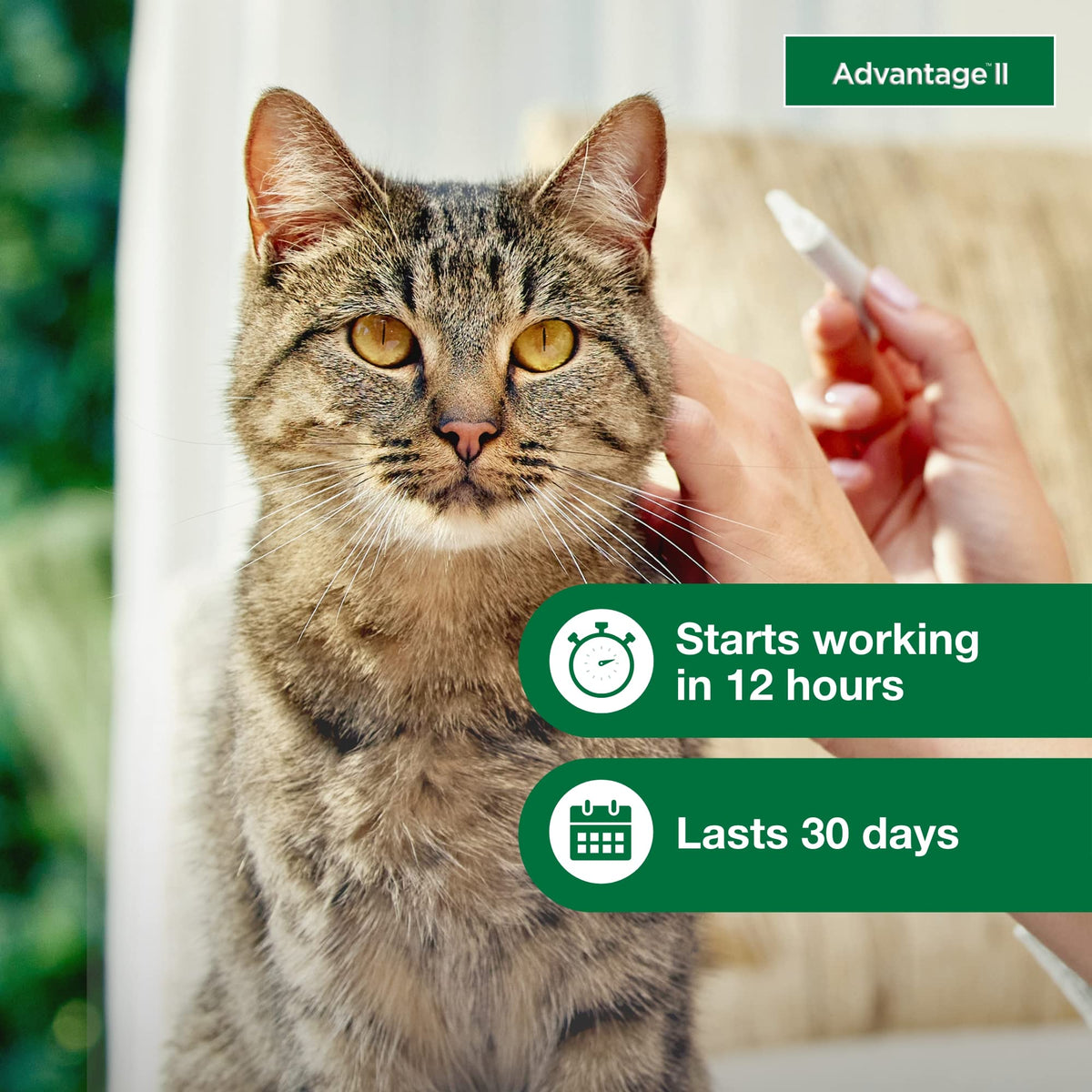 Large Cat Topical Flea Treatment & Prevention 2ct D262