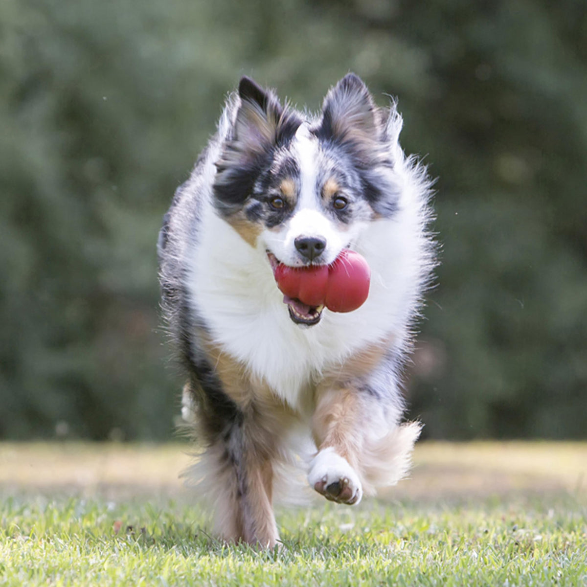 Classic Stuffable Natural Rubber Dog Toy Y69900